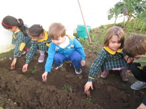 Depois de preparada a terra as crianças plantaram batatas.